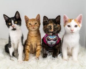 kittenacademy_tinkers